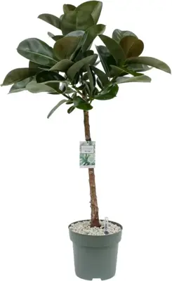 Ficus makana (Rubberboom) 110cm - afbeelding 1