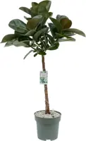 Ficus makana (Rubberboom) 110cm - afbeelding 1