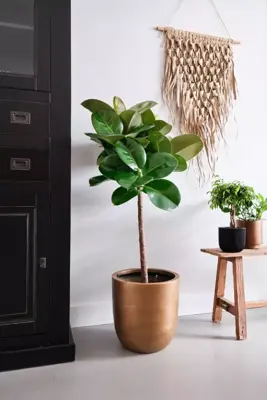 Ficus makana (Rubberboom) 110cm - afbeelding 3