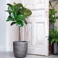 Ficus makana (Rubberboom) 110cm - afbeelding 4