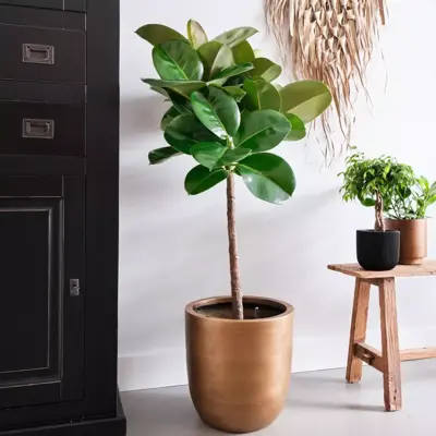Ficus makana (Rubberboom) 110cm - afbeelding 6