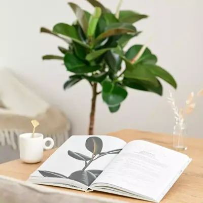 Ficus makana (Rubberboom) 110cm - afbeelding 8