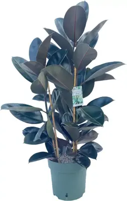 Ficus mandela (Rubberplant) 120cm - afbeelding 2