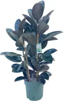 Ficus mandela (Rubberplant) 120cm - afbeelding 2