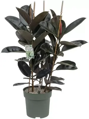 Ficus mandela (Rubberplant) 120cm - afbeelding 1