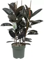 Ficus mandela (Rubberplant) 120cm - afbeelding 1