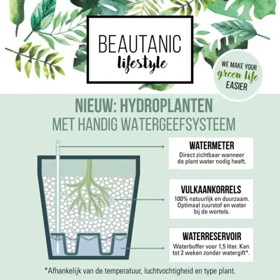 Ficus mandela (Rubberplant) 120cm - afbeelding 3