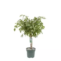 Ficus safrana 110 cm incl hydropot en watermeter kopen?