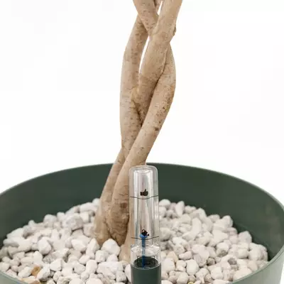 Ficus safrana 110 cm incl hydropot en watermeter - afbeelding 2
