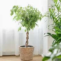 Ficus safrana 110 cm incl hydropot en watermeter - afbeelding 6