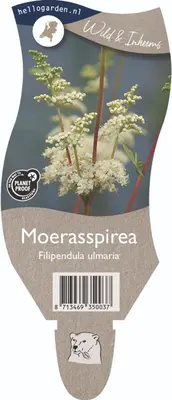 Filipendula ulmaria (Moerasspirea) - afbeelding 1