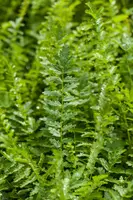 Filipendula vulgaris (Moerasspiraea) - afbeelding 3