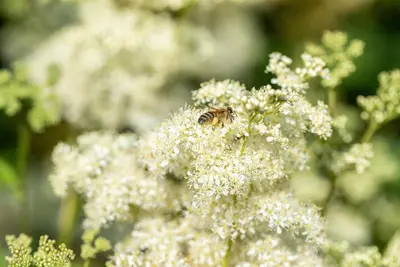 Filipendula vulgaris (Moerasspiraea) - afbeelding 1