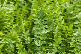 Filipendula vulgaris (Moerasspiraea) - afbeelding 2