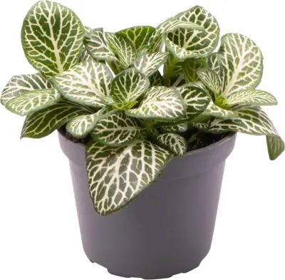 Fittonia 'mini white' (Mozaiekplant) 10cm - afbeelding 1