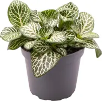 Fittonia 'mini white' (Mozaiekplant) 10cm - afbeelding 1