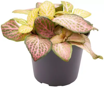Fittonia 'pink specik' (Mozaïekplant) 8cm - afbeelding 1