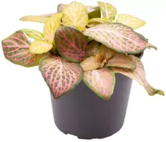 Fittonia 'pink specik' (Mozaïekplant) 8cm - afbeelding 1
