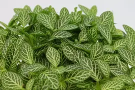 Fittonia verschafeltii (Mozaïekplant) 15cm - afbeelding 2