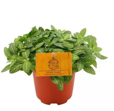 Fittonia verschafeltii (Mozaïekplant) 15cm - afbeelding 1