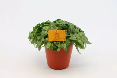 Fittonia verschaffeltii (Mozaiekplant) 25cm - afbeelding 1