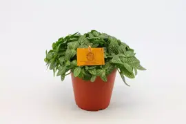 Fittonia verschaffeltii (Mozaiekplant) 25cm - afbeelding 1