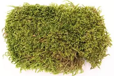 Flat moss 30gr natural