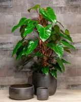 Floran bloempot Mira industrieel zwart 34x31 cm - afbeelding 2