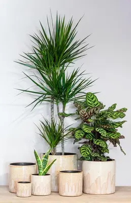 Floran Bloempot Porches 12x12cm Geel - afbeelding 2