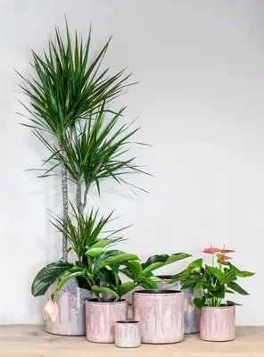 Floran Bloempot Porches 20x20cm Roze - afbeelding 2