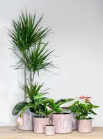 Floran Bloempot Porches 20x20cm Roze - afbeelding 2