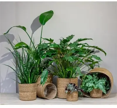 Floran Mand zeegras cilinder 15x14cm - afbeelding 2