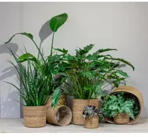 Floran Mand zeegras cilinder 15x14cm - afbeelding 2