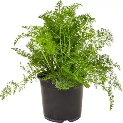Foeniculum vulgare (Wilde venkel) ø14 cm - afbeelding 1