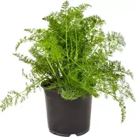 Foeniculum vulgare (Wilde venkel) ø14 cm - afbeelding 1