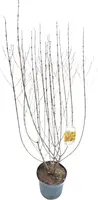 Forsythia intermedia 'Week-end'® (Chinees klokje) 150cm - afbeelding 1