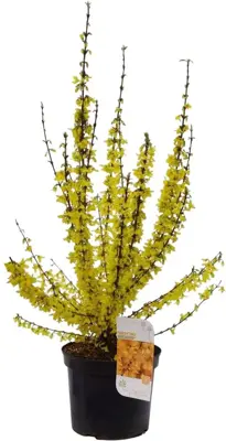 Forsythia intermedia 'Weekend' (Chinees klokje) 90cm - afbeelding 2
