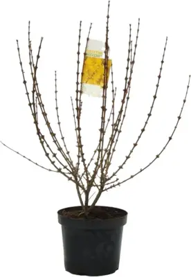 Forsythia intermedia 'Weekend' (Chinees klokje) 90cm - afbeelding 4