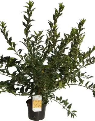 Forsythia intermedia 'Weekend' (Chinees klokje) 90cm - afbeelding 3