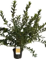 Forsythia intermedia 'Weekend' (Chinees klokje) 90cm - afbeelding 3