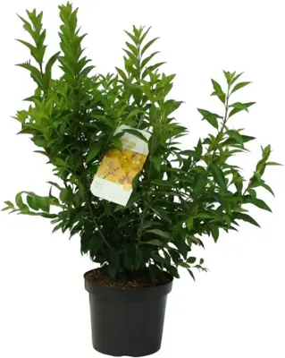 Forsythia intermedia 'Weekend' (Chinees klokje) 90cm - afbeelding 1