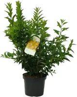 Forsythia intermedia 'Weekend' (Chinees klokje) 90cm - afbeelding 1