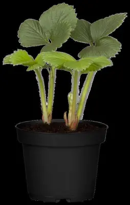 Fragaria (Aardbei) - afbeelding 8
