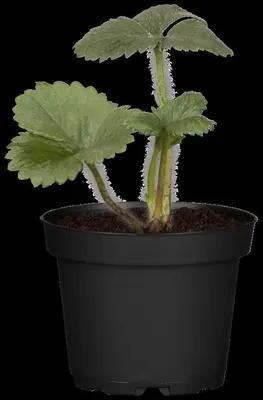 Fragaria (Aardbei) - afbeelding 12