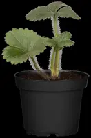 Fragaria (Aardbei) - afbeelding 12