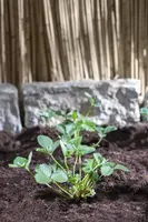 Fragaria (Aardbei) - afbeelding 1