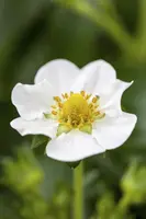 Fragaria (Aardbei) - afbeelding 5