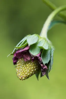 Fragaria (Aardbei) - afbeelding 17