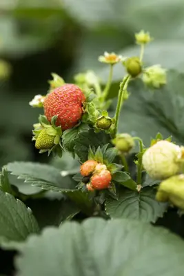 Fragaria (Aardbei) - afbeelding 24