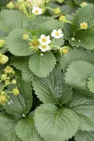 Fragaria (Aardbei) - afbeelding 30